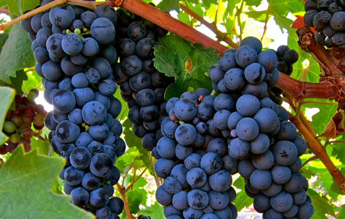 普里米蒂沃(Primitivo) 普里米蒂沃(Primitivo)