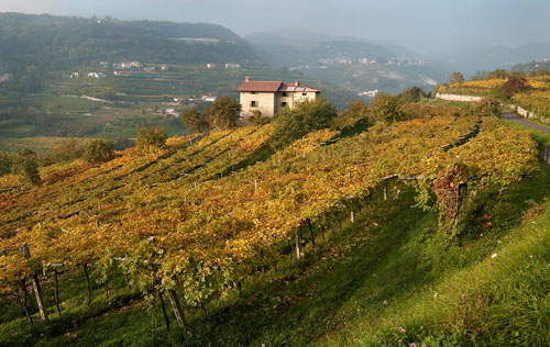 马西酒庄（Masi Agricola）